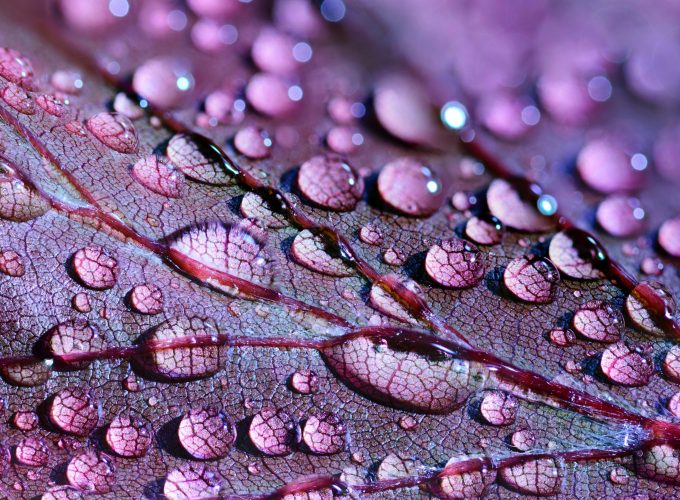 Wallpaper Water Drops, Leaves, 4K, 5K, Nature 9346914029
